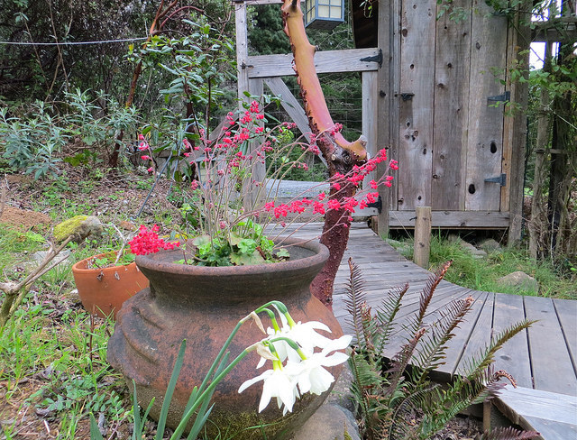 Worried you don't have enough space? Grow plants in small containers! The Native Plants and Wildlife Gardens blog has good suggestions for growing native plants in containers and creating habitat containers.