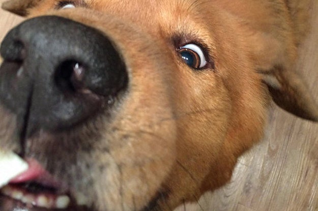Los 61 momentos más incómodos en la historia de los perros