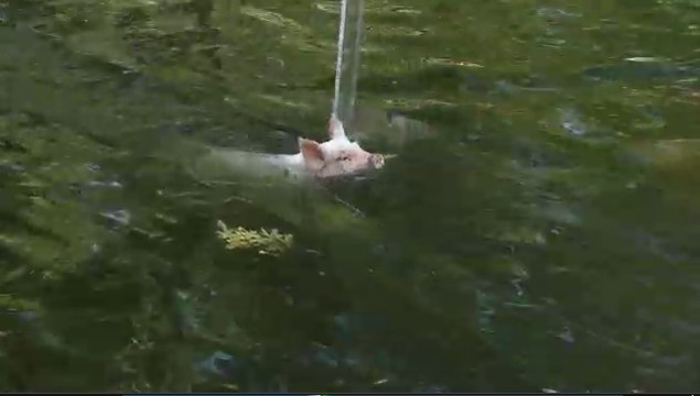 Who knew a pig could be a hero? Nathan's completely staged video of a pig saving a drowning goat went viral before the episode even aired. Here's how it all happened.
