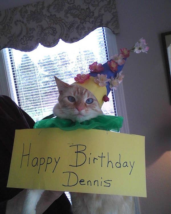 24 Cats Who Realize They Ve Made A Huge Mistake