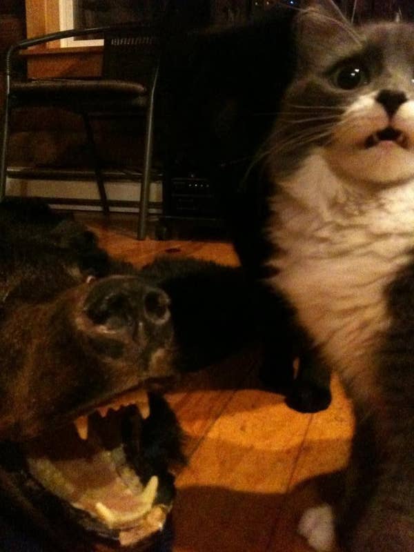 24 Cats Who Realize They Ve Made A Huge Mistake