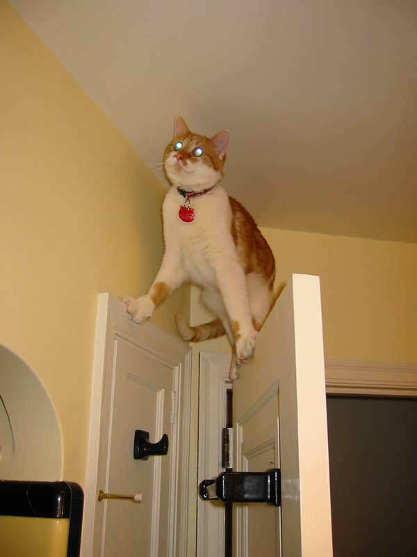 24 Cats Who Realize They Ve Made A Huge Mistake