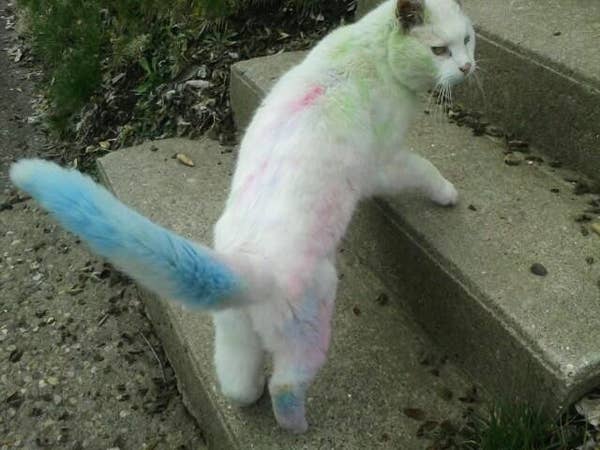 24 Cats Who Realize They Ve Made A Huge Mistake