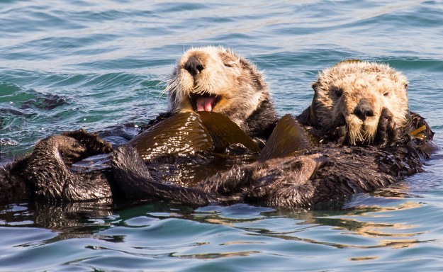 13 Life Lessons That Sea Otters Can Teach Us About Friendship