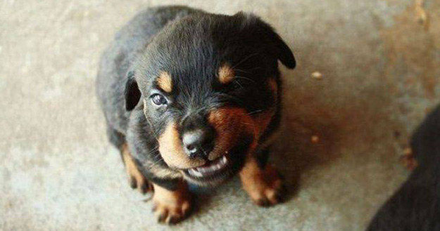 And this puppy is not afraid to show it!