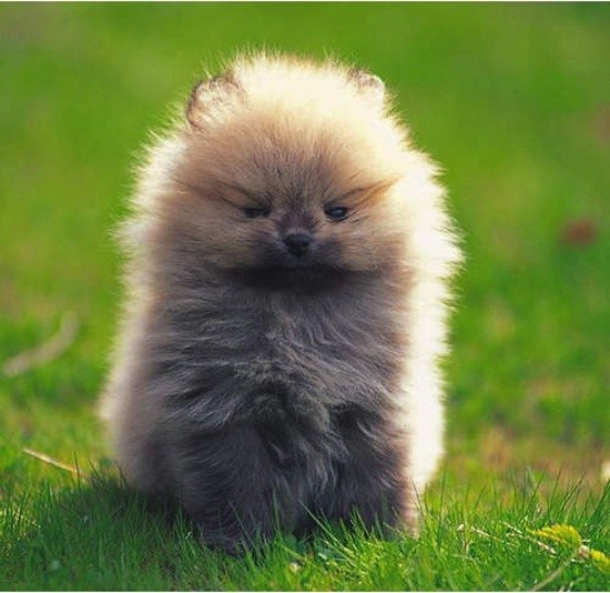 So fluffy, but so angry.