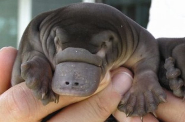 8 Seriously Cute Animals That You Never Even Knew Existed