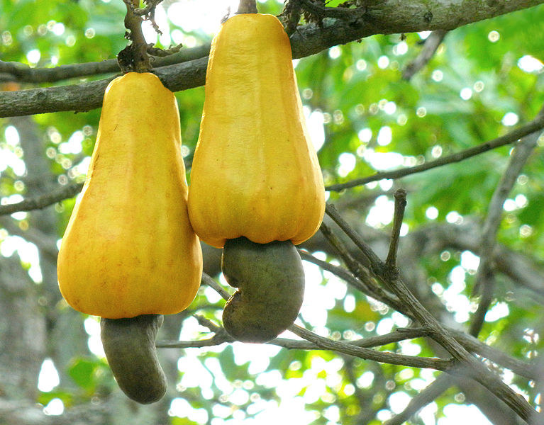 Those yellow pear-shaped things are the fruit of the cashew apple tree, and they're called accessory fruits because they grow from the tissue rather than the ovary of the flower. The cashew shaped green blobs hanging off the bottom are actually the cashews themselves (which are technically seeds, not nuts), which are encased in toxic layers that are made edible through roasting.