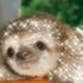 Slothsgiving profile picture