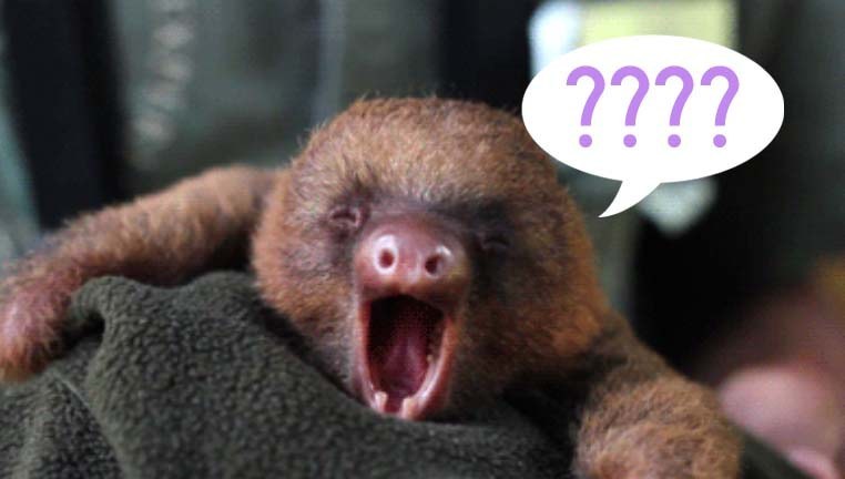 this-is-what-18-people-think-a-sloth-sounds-like