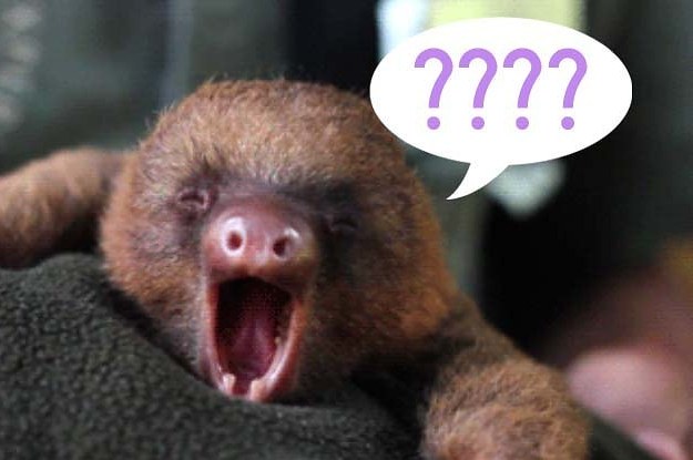 This Is What 18 People Think A Sloth Sounds Like