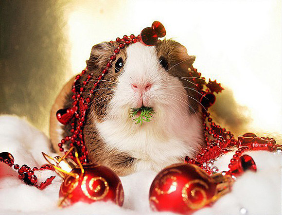 Who ate the Christmas tree?!