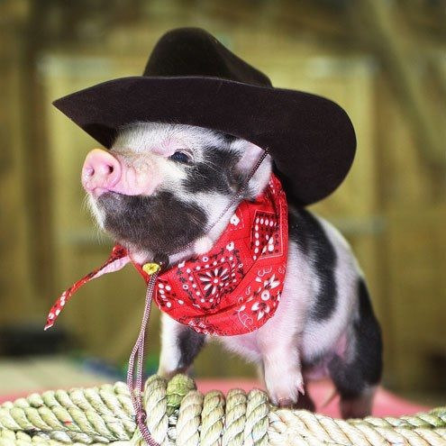 Howdy partner!