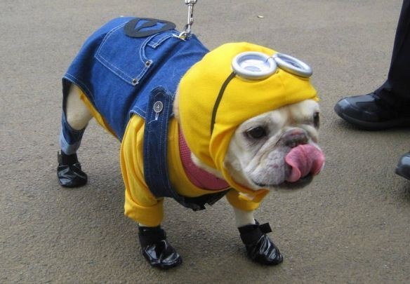 Despicable fleas.