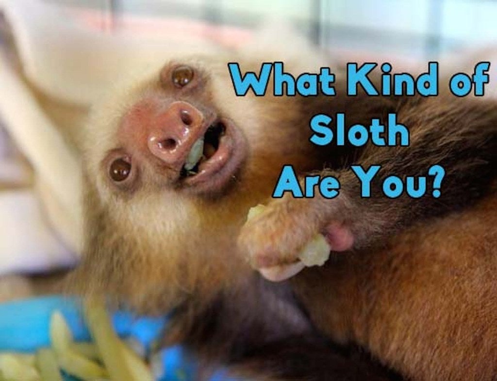 Slothsgiving - BuzzFeed