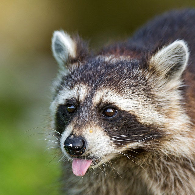 10 Things That Prove Bradley Cooper Is Actually A Raccoon