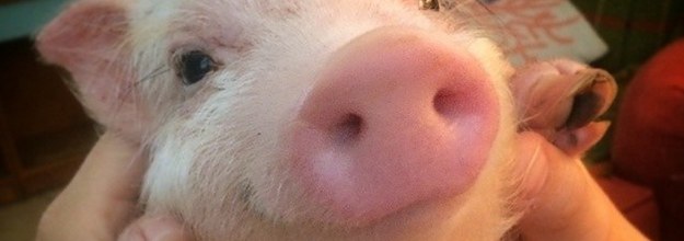 16 Razones Que Hacen Que Los Cerdos Sean Las Mejores Mascotas