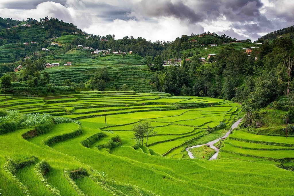 Rice is the one of oldest domesticated cereal crops. Once humans started planting rice they started to settle in places. This wasn’t always for the best. Disease became more of an issue as people couldn’t wander off from sickness.Throughout south-east Asia, people re-shaped the landscape to improve rice production. For some people this was the start of the Anthropocene. The controversial Ruddiman Hypothesis states that it was methane emitted from early paddy fields that started man-made climate change. A small boost in temperatures at the right time might explain why the Earth hasn’t slipped back into another Ice Age. However it is possible that estimates of methane emission from paddy fields are too high.Rice might also be the plant of the future. Currently the Golden Rice project is testing a new variety of rice with added beta carotene, a source of vitamin A. If it works it could prevent millions of children going blind. However some organisations are opposed to releasing a genetically-modified crop, and fear a successful release might open the door to other genetically-modified crops.