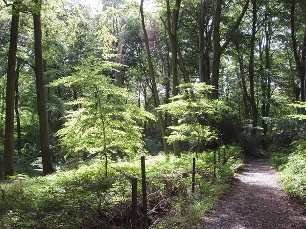 Mr Dahl spent a lot of time walking through these lovely woods, and The Witches’ Tree inspired in him the ideas behind the home of Fantastic Mr Fox. Sadly, that tree in particular was felled by a storm in 2003, but it lies where it fell to this day, allowing visitors to still appreciate it.