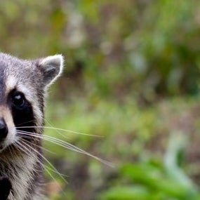 10 Things That Prove Bradley Cooper Is Actually A Raccoon