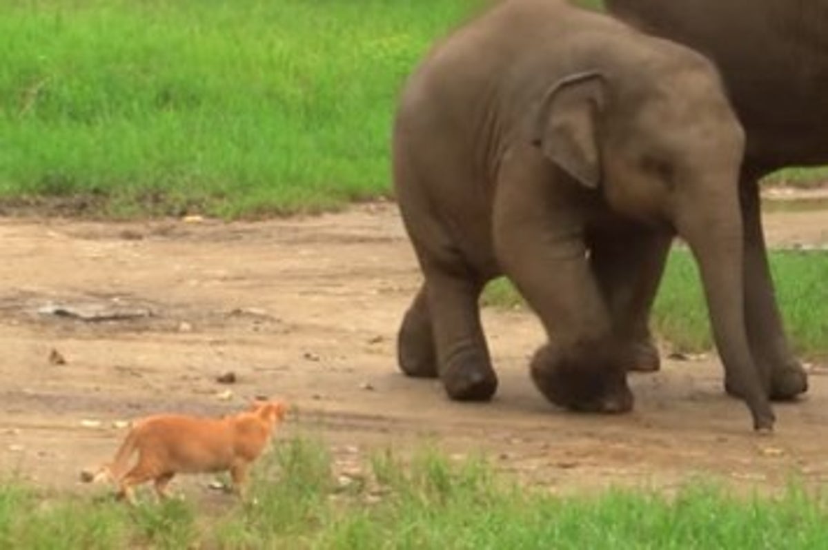 A Baby Elephant Met A Cat For The First Time And It Was So Freakin