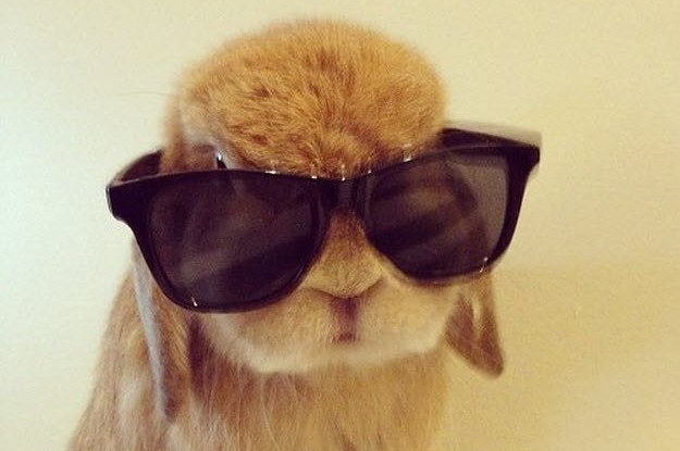 Download 18 Precious Bunnies Who Forgot How To Bunny