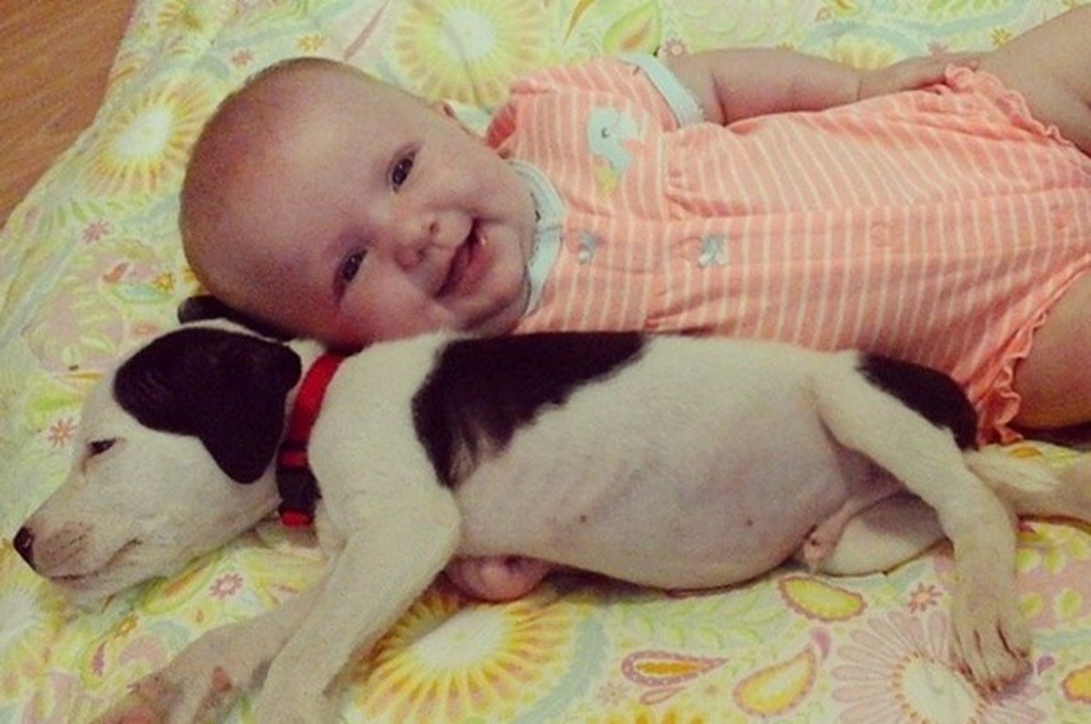 Este Bebe Y Este Cachorro Pitbull Son Mejores Amigos Y Son Lo Mas Tierno Que Veras Hoy