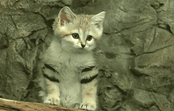 Sorry kittens.