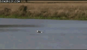 Don't be a SEAL, be an EAGLE.