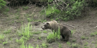 "Time to rid my bear colony of its aimless anarchy!"