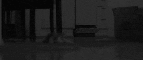 Resulting in an endless dance of lies, trickery, and shoving the litter box into the closet whenever there's an unexpected knock at the door.