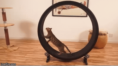One Fast Cat has a streamlined design that safely allows indoor cats to get all the exercise they need.