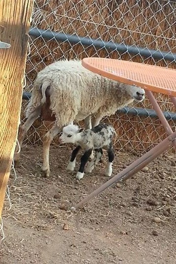 The geep with her mama.