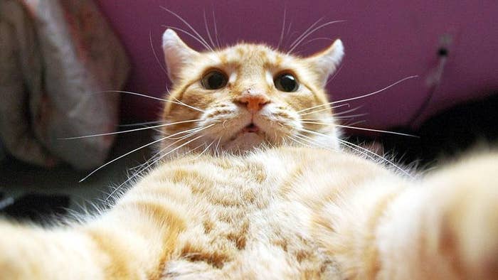 ...and he accidentally snapped and uploaded this picture.