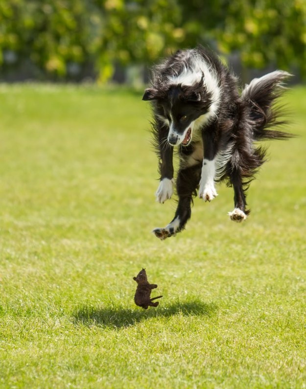 Mouse: "AHH! A DOG!"Dog: "AHH! HOW IS THIS MOUSE LIFTING ME OFF THE GROUND WITH ITS MIND?"