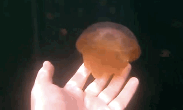Some still have their stingers, but they are too small for humans to feel.