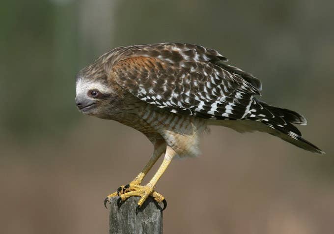 I wonder if he flies in slow motion.