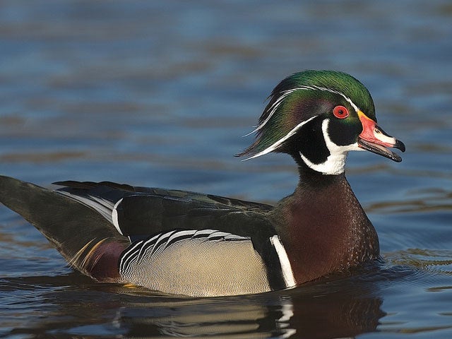 12 Reasons Ducks Are Awesome