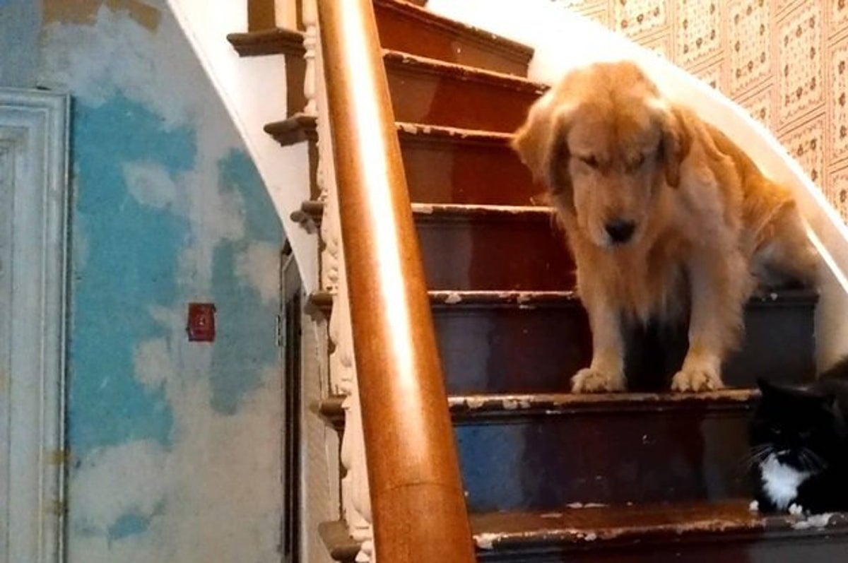 This Golden Retriever Is The Biggest Fluffiest Baby In The World