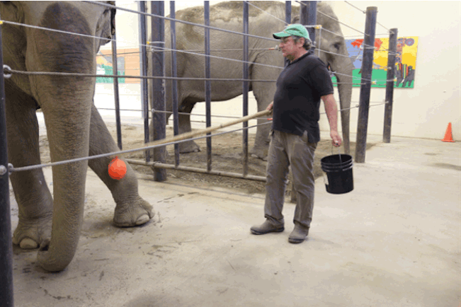 Rosie has nerve damage in her trunk, a condition that effects both captive and wild elephants in old age. With every tour group that comes in, Dr. Laurita does point exercises with them. They've learned through click training and positive reinforcement to point, thereby stretching their muscles, joints, and trunks.
