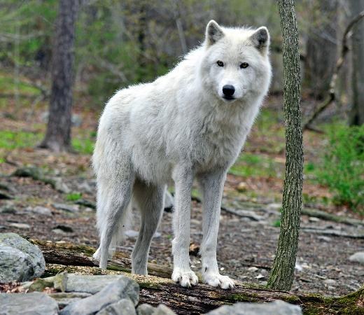 Located in Columbia, NJ, this is a safe haven for not only wolves, but bobcats and foxes, too.