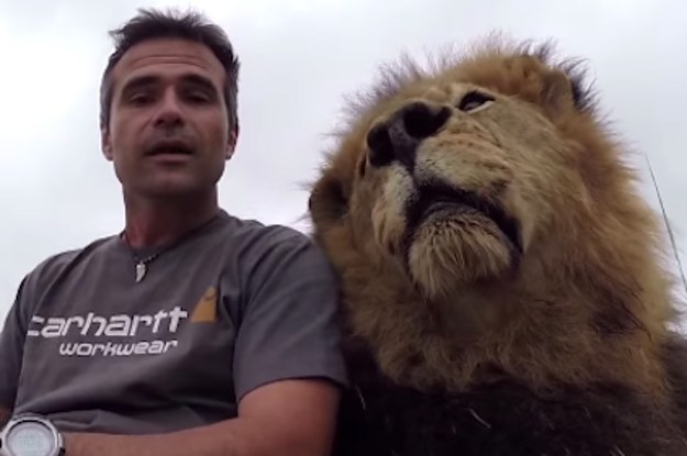 This Guy Just Wants To Film A PSA About Lions But An Adorable Lion ...