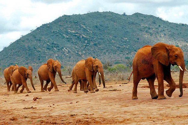 The 15 Best Elephant GIFs For World Elephant Day