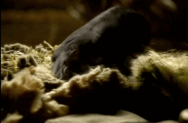 "The nests have to be very soft, hippos sleep about 16 hours a day."