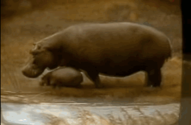 "That's why it's good to think about what you watch on TV..." a lady's voice then said. I mean, I GUESS, LADY, BUT YOU ALREADY GOT MY HIPPO HOPES UP.