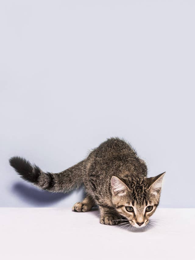 16 Awesome Six Toed Cats Who Live In Ernest Hemingway S Old House