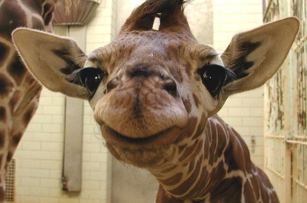 Giraffe