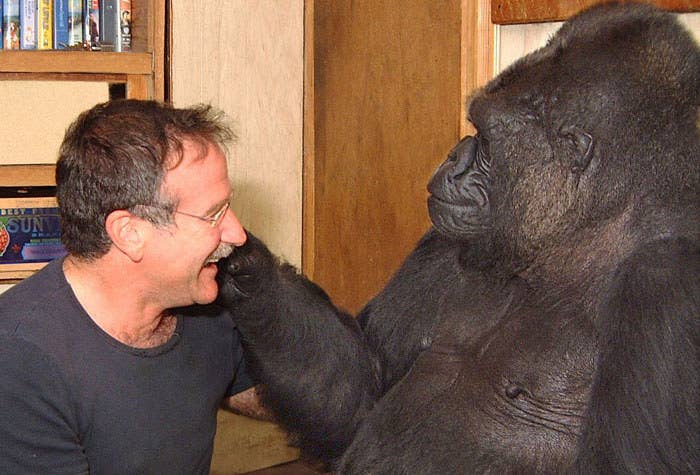 Koko si Gorila bertemu Robin Williams pada 2001