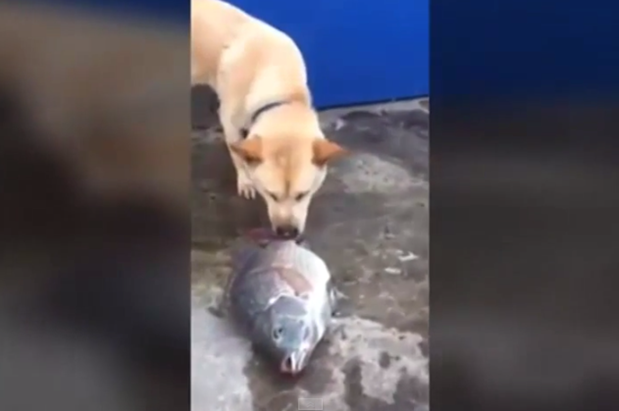 This Dog Trying To Save A Fish Will Make You Say Aww