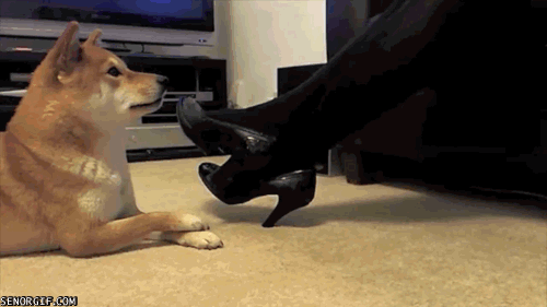 Fur babies are great at preparing you for kids.